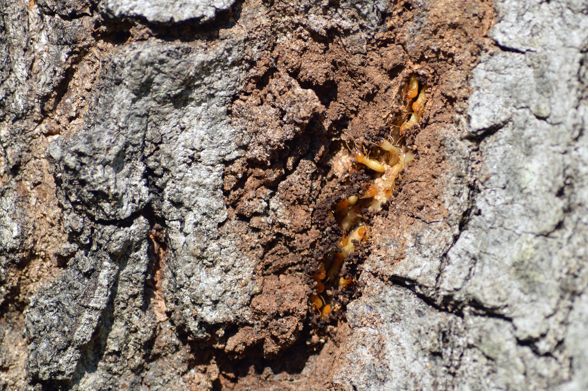 asian termite