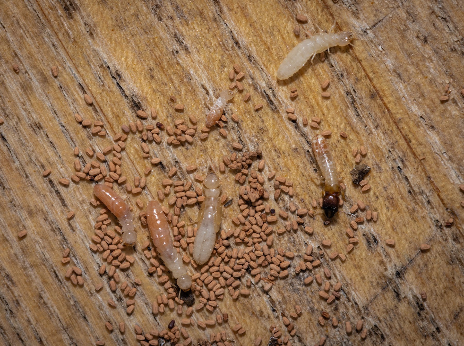 drywood termite