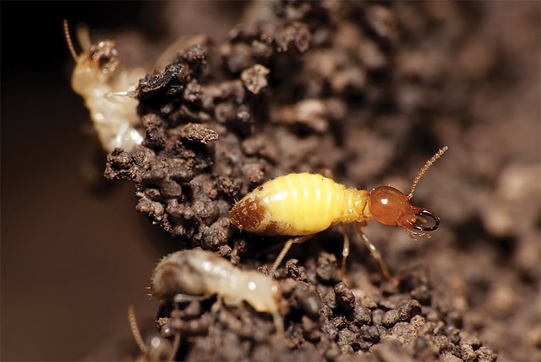 formosan termite