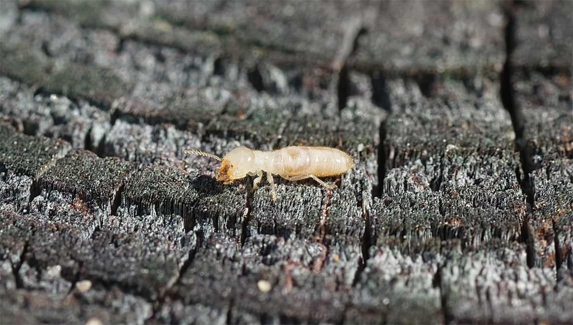 subterranean termite
