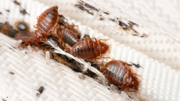 bed bugs