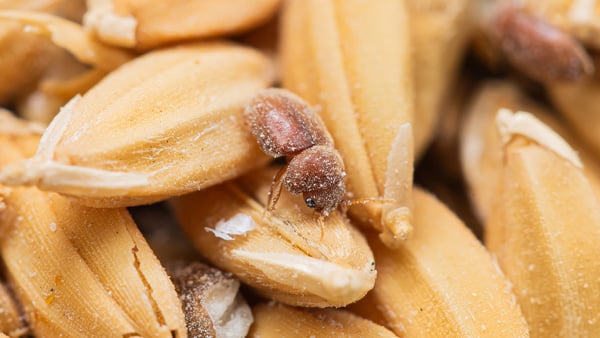 stored product pest - a beetle on kernels