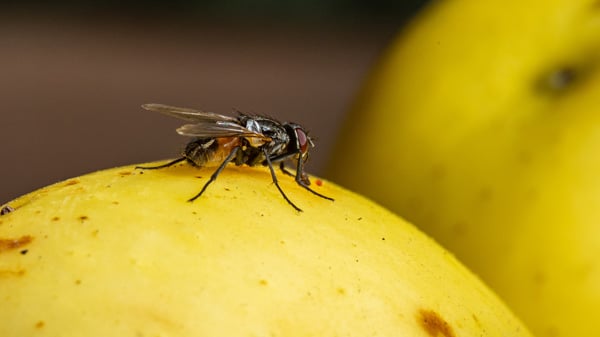 fly on yellow produce